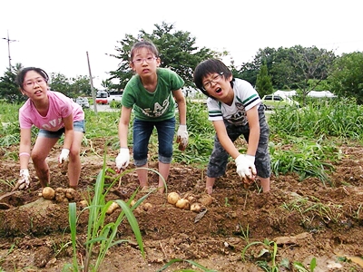 경산초2 감자캐기1