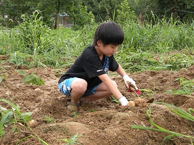 경산초2 감자캐기2