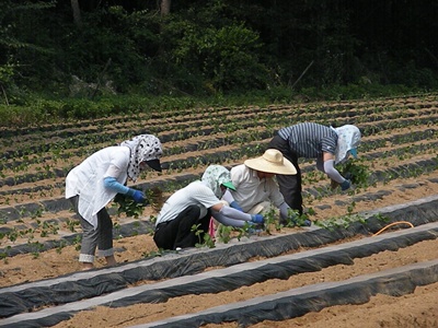 농진청 일손돕기6