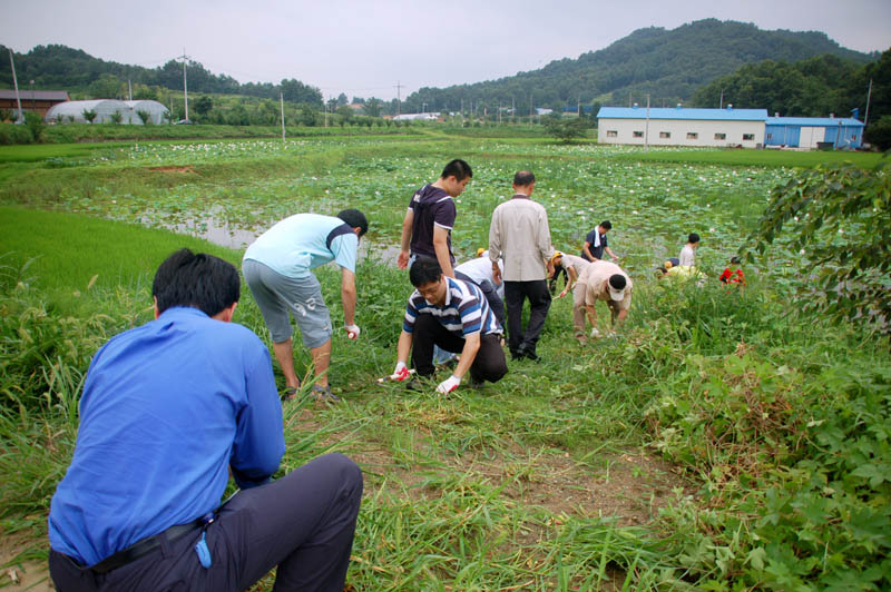 한국EMC 가족 연밭...