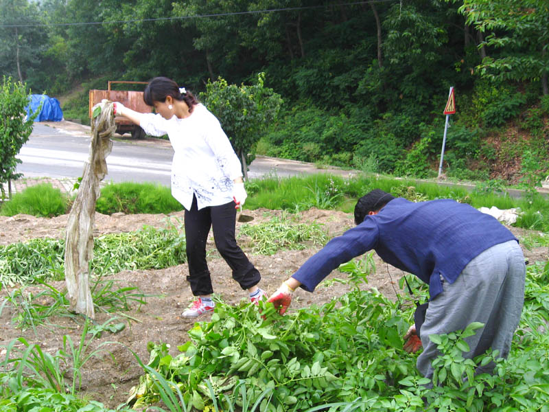 샛별초 감자에 싹...