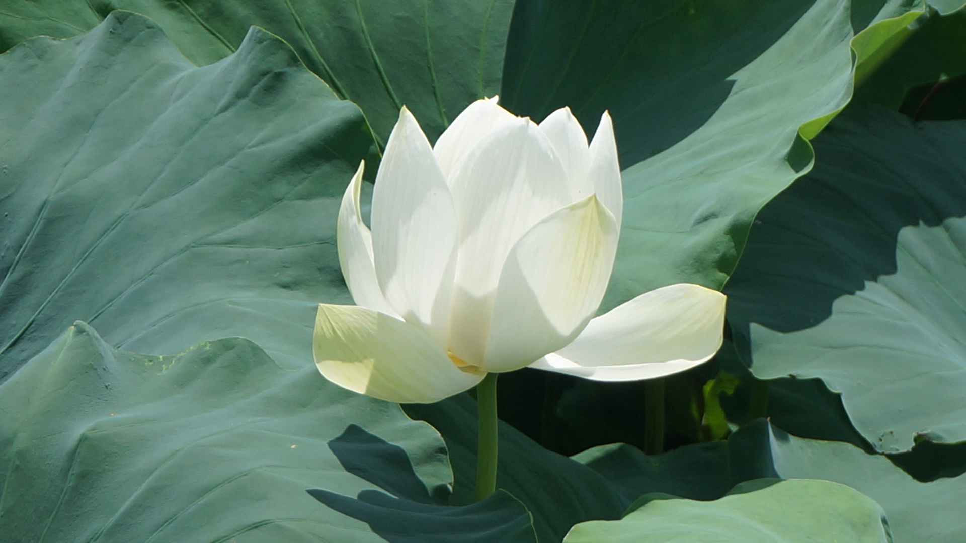 연꽃.jpg