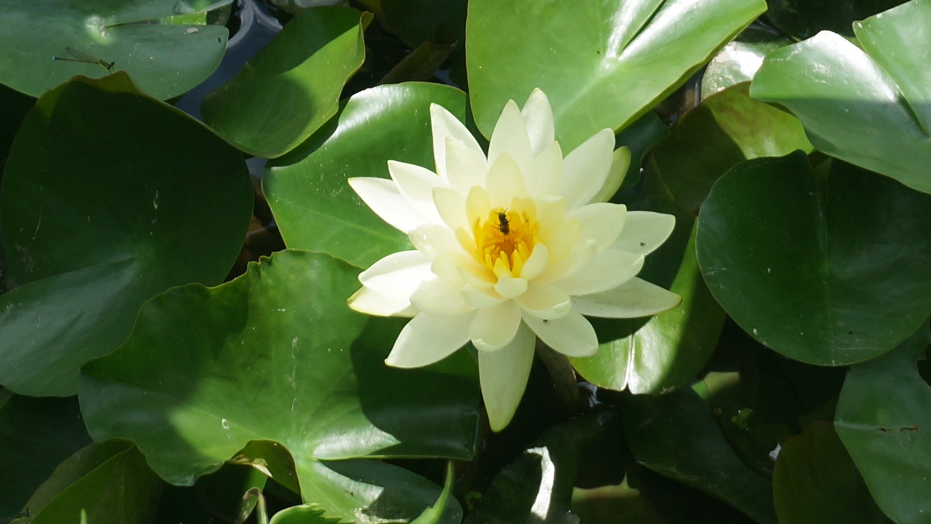 수련2.jpg