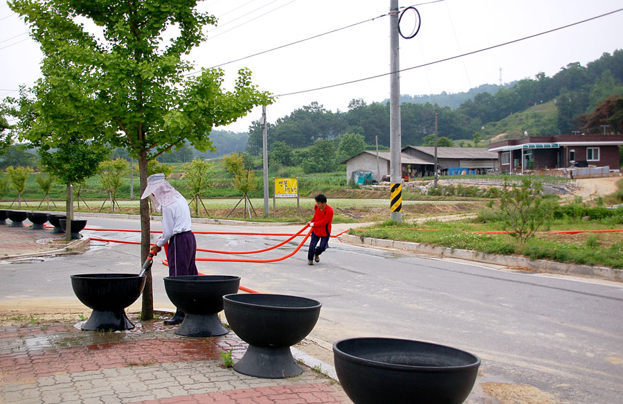 수련 수반에 물주...