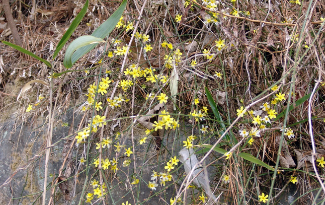 영춘화(迎春花)